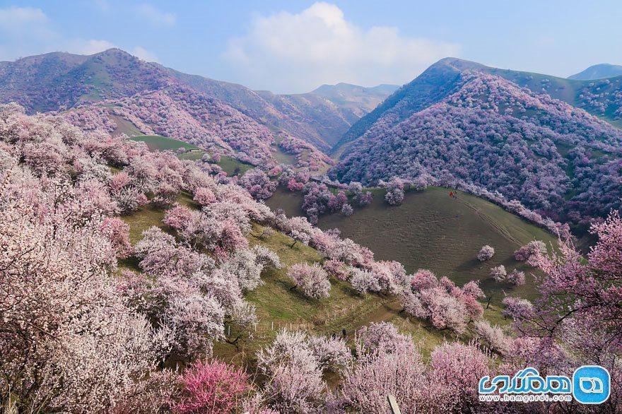 تصاویری زیبا از شکوفه های بهاری و صورتی رنگ در چین