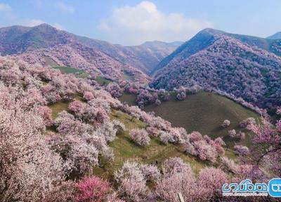 تصاویری زیبا از شکوفه های بهاری و صورتی رنگ در چین