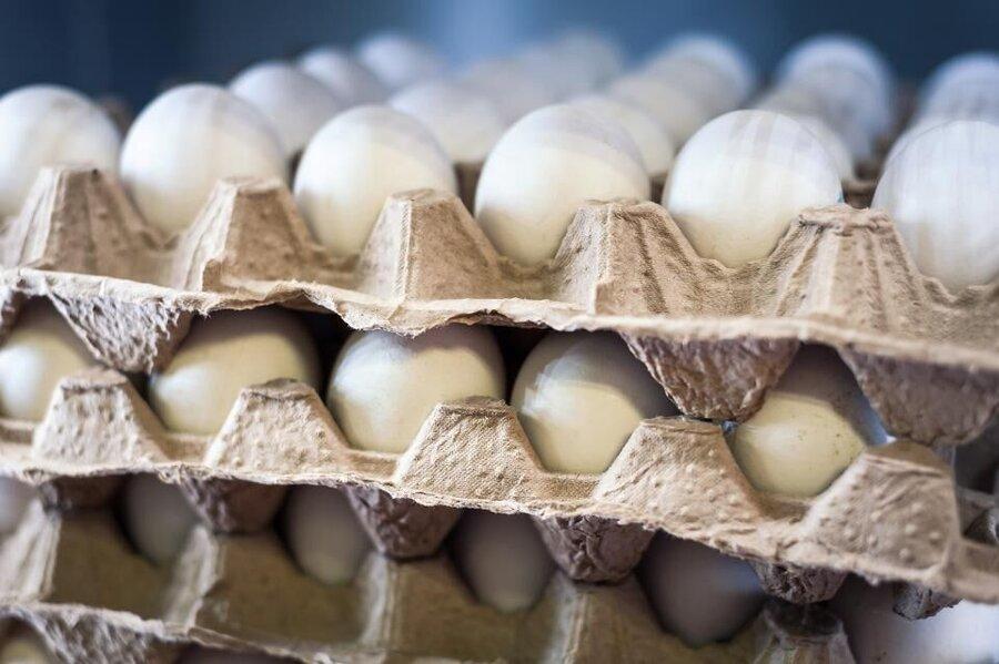 صادرات تخم مرغ از همدان به سه کشور همسایه