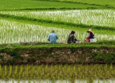 دلیل های افزایش قیمت برنج در کمیسیون کشاورزی مجلس آنالیز می گردد
