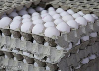 توزیع 11 هزار تن تخم مرغ تنظیم بازار در کشور