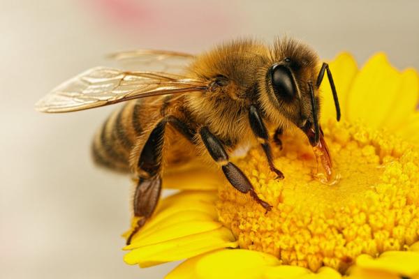 تعبیر خواب زنبور، معنی نیش زدن زنبور در خواب چیست؟
