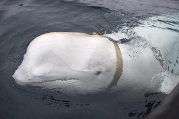 نهنگ جاسوس دوباره مشاهده شد ، والدیمیر از طریق نیروی دریایی روسیه آموزش دیده است؟