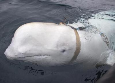 نهنگ جاسوس دوباره مشاهده شد ، والدیمیر از طریق نیروی دریایی روسیه آموزش دیده است؟